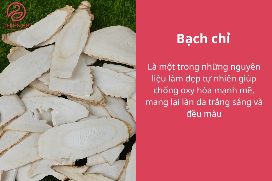 Bạch chỉ là vị thuốc bắc đứng đầu về công dụng làm sáng da