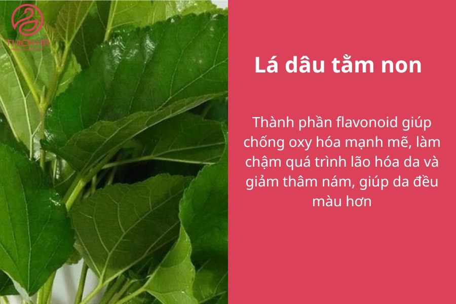 Hãy thử làm trắng với lá dâu tằm non để thấy công dụng bất ngờ nhé!