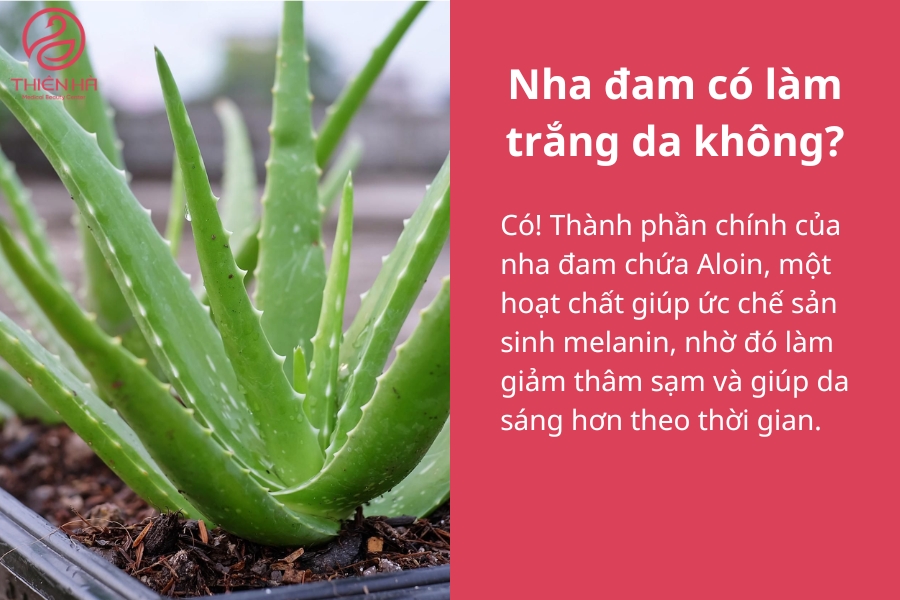 Để đẩy nhanh quá trình làm sáng da, bạn có thể kết hợp nha đam với các nguyên liệu như sữa chua, mật ong, vitamin E… hoặc lựa chọn công nghệ tắm trắng hiện đại để có kết quả nhanh chóng và an toàn hơn.